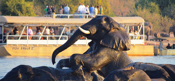 South Africa Chobe River Picture