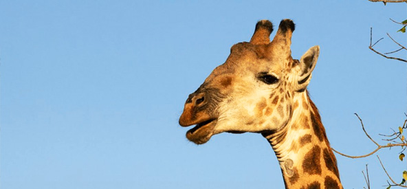 South Africa Giraffe Picture