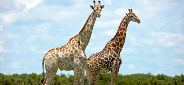 South Africa, Botswana - Chobe Picture