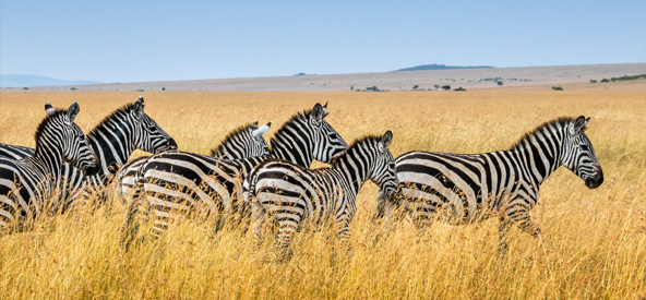 South Africa Chobe River Picture