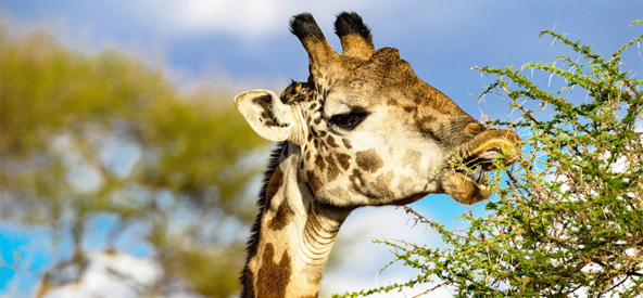 Tanzania - Lake Manyara Picture